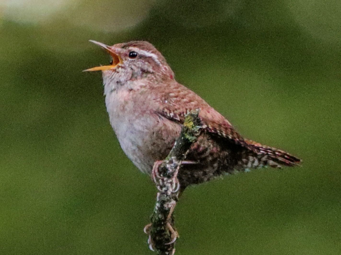 Bird Singing