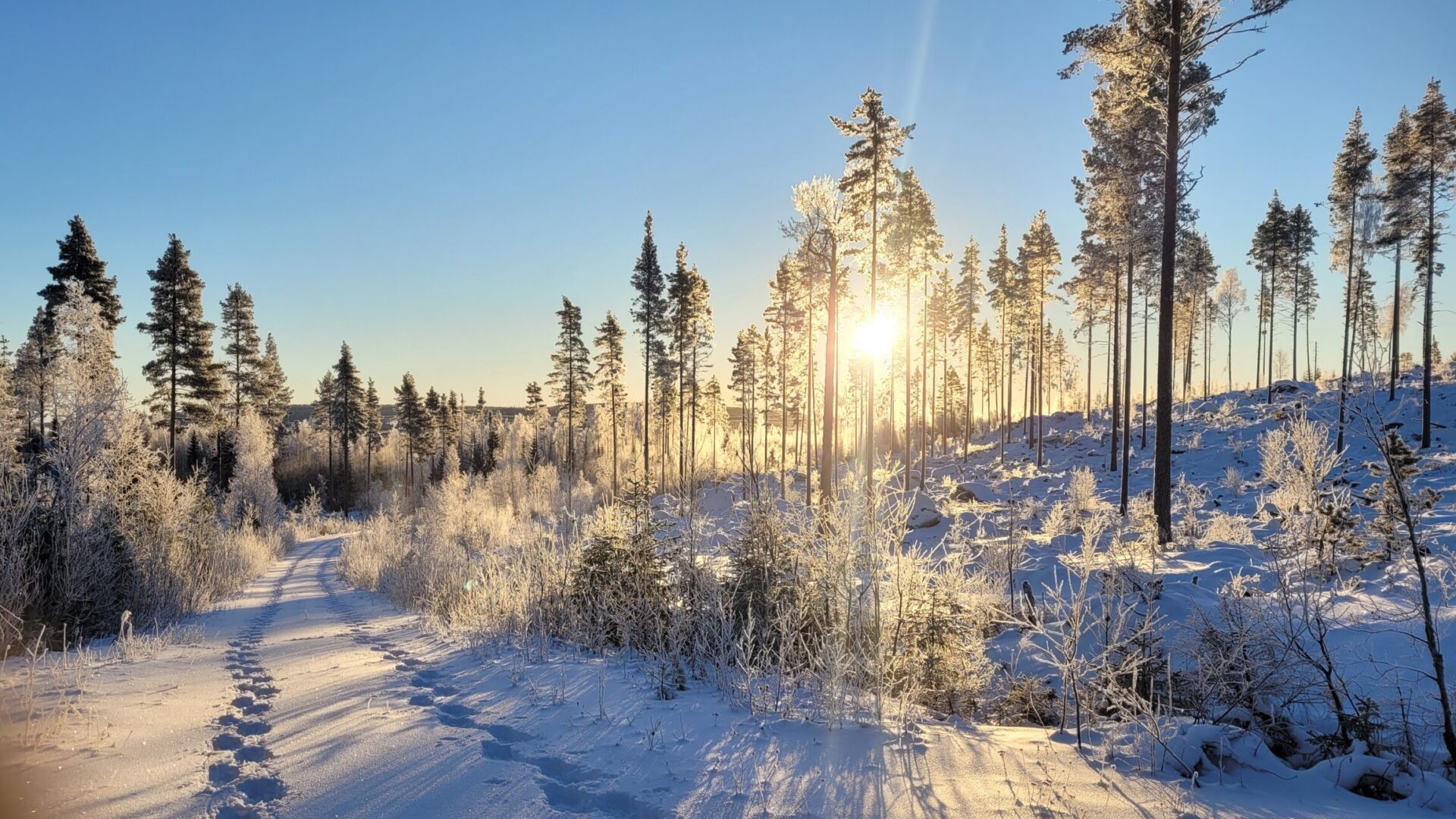 sun through snowy trees